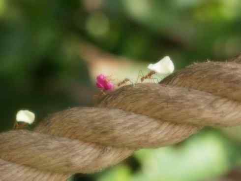 十大喜食蜂蜜动物:法老蚁 十大喜食蜂蜜动物:法老蚁