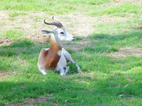 麒麟：传说的兽原型探秘（鹿羚）