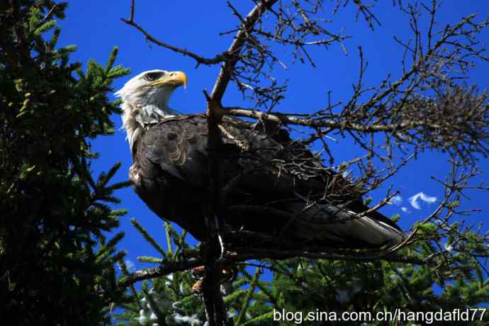 鹰爪之下 wbr焉有完鸟？