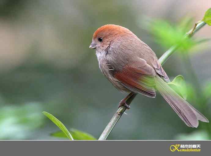小鸟随拍【实拍】