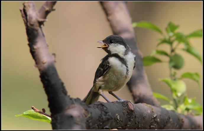 大山雀有儿初长成