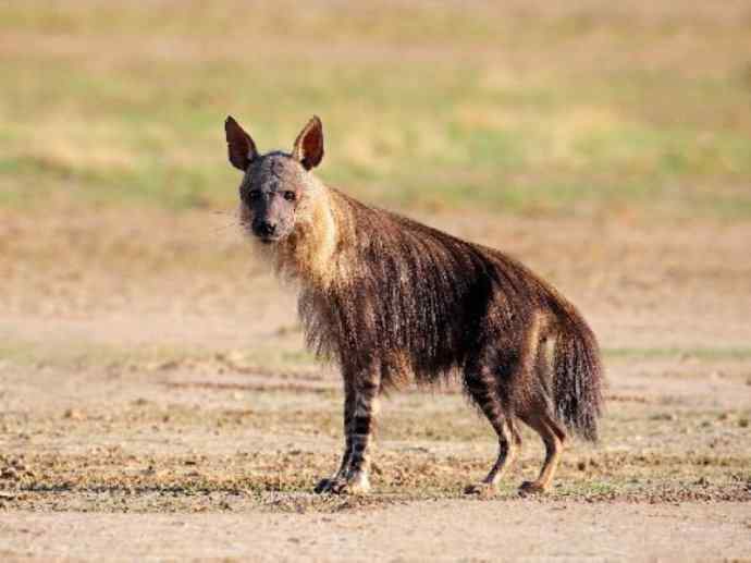 盘点十二大著名食蚁动物：土狼