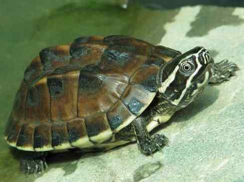 玄武：传说的兽原型探秘（潮龟）