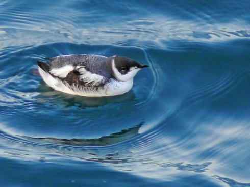 奇特的盔：角嘴海雀