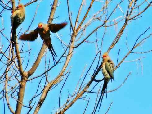 猎奇：十大奇异鸟类