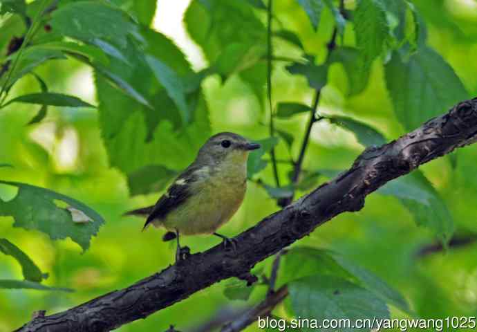 雌性白眉姬鹟（1）