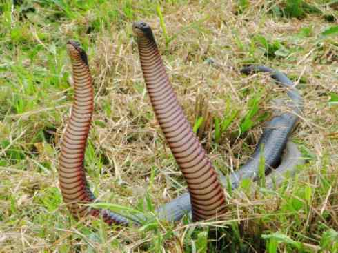 龙：传说的兽原型探秘（澳洲眼睛蛇类）