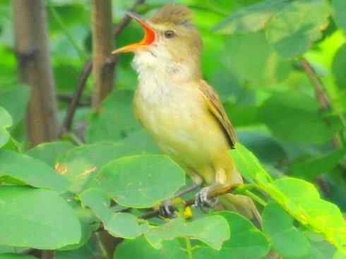 家禽驯化之源之三十一
