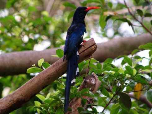 绝色攀禽:戴胜与林戴胜 绝色攀禽:戴胜与林戴胜