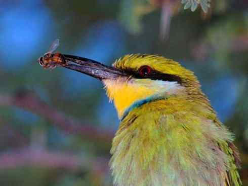 绝色攀禽：佛法僧目之蜂虎2