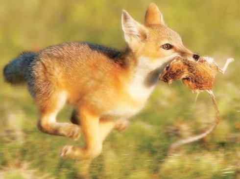 狈：传说的兽原型探秘（狐）