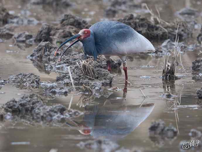 朱鹮&nbsp;wbr路&nbsp;wbr吉祥之鸟