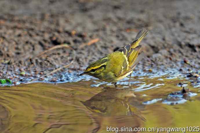 黄腰柳莺（17）