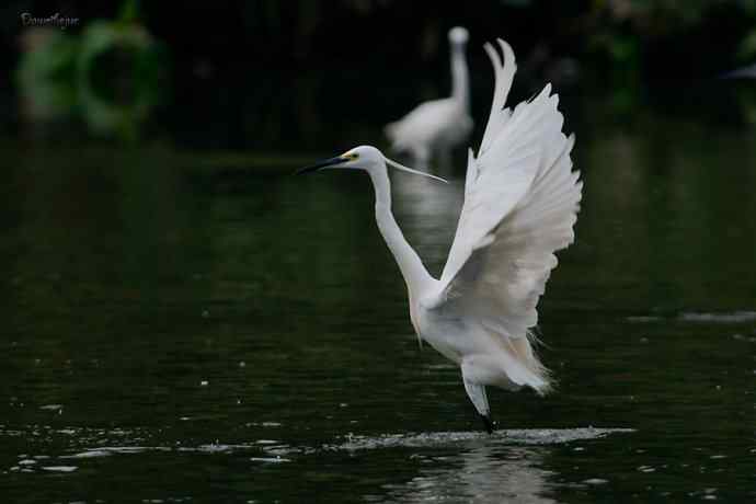 白鹭弄清影 wbr翩跹在河边