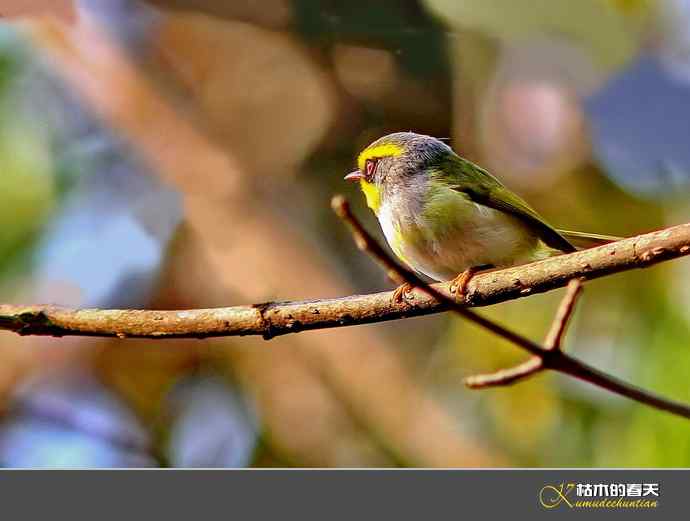 腾冲记录：黄眉林雀、栗头雀鹛、黑脸鹟莺