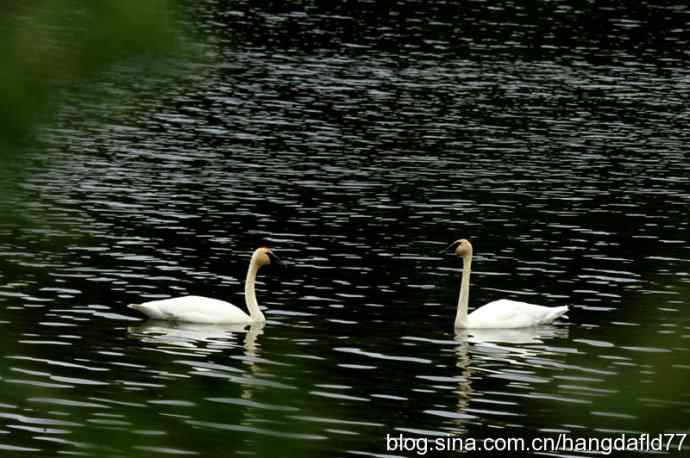 美国鸟类摄影——黑嘴天鹅