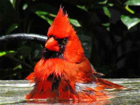 极品红色鸟类：红衣主教鸟