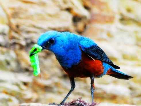 美丽无罪:雀鸟之矶鸫 美丽无罪:雀鸟之矶鸫