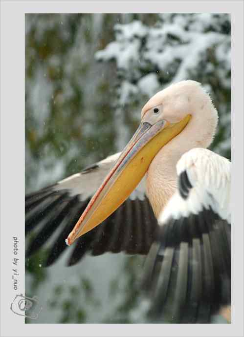 北京动物园水禽（2009-11-12）