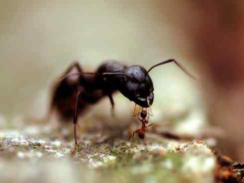 十大喜食蜂蜜动物：法老蚁
