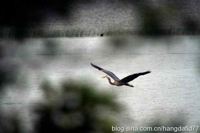 大蓝鹭飞翔