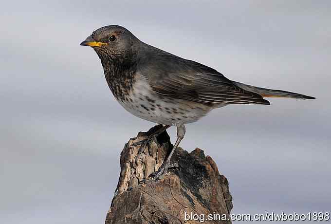 赤颈鸫和小鹪鹩