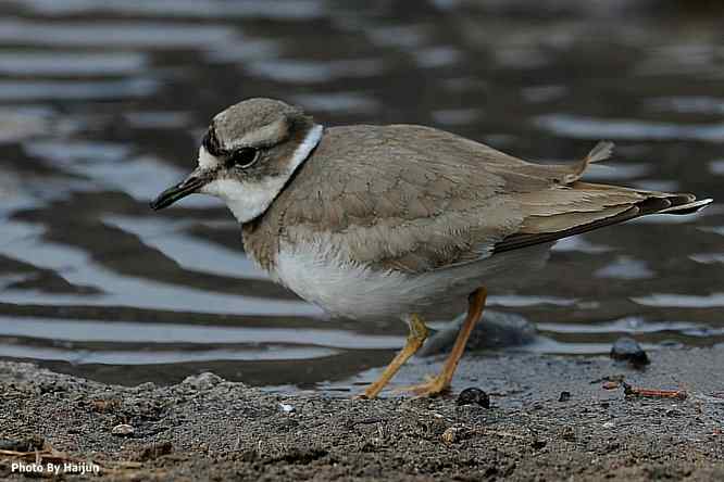 白河湾邂逅长嘴剑鸻