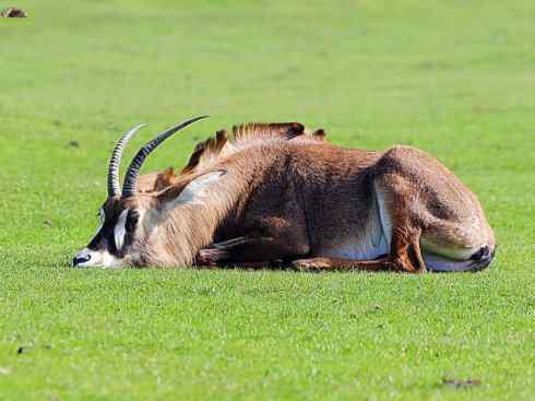 麒麟：传说的兽原型探秘（马羚）