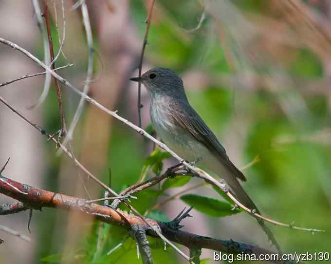 不常见的白喉林莺（组图，6张图片）