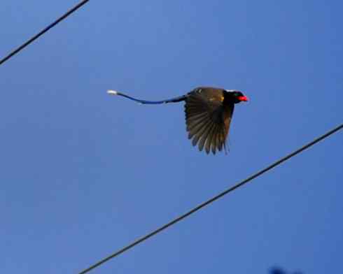 红嘴蓝鹊（组图，9张图片）