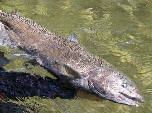 自然奇观:动物大迁徙(大马哈鱼) 自然奇观:动物大迁徙(大马哈鱼)