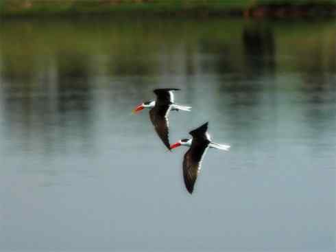 猎奇：奇特的鸟喙之二