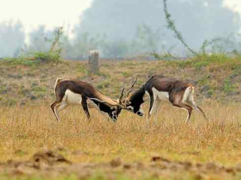 麒麟：传说的兽原型探秘（狷羚）