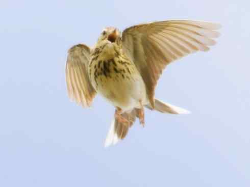 家禽驯化之源之二十八