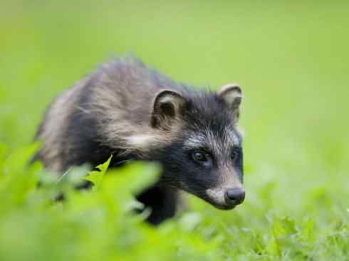 犬科:犬亚科犬属之貉 犬科:犬亚科犬属之貉