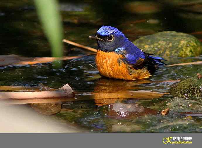 棕腹仙鹟的沐浴秀【实拍】