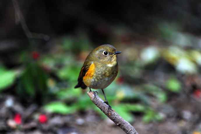雌性红胁蓝尾鸲(6) 雌性红胁蓝尾鸲(6)