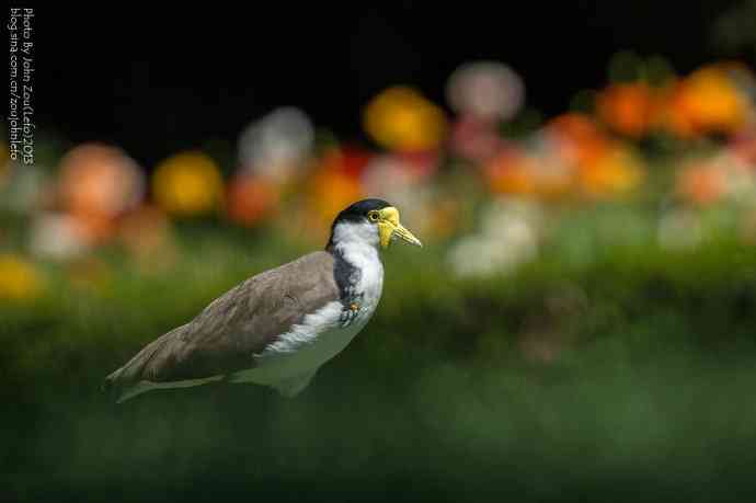 澳洲的白颈麦鸡