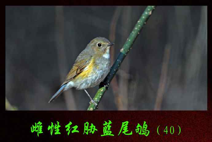 北京天坛公园的鸟类——雌性红胁蓝尾鸲(40)