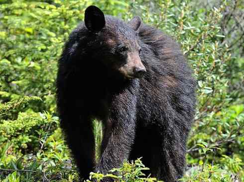 十大喜食蜂蜜动物：黑熊