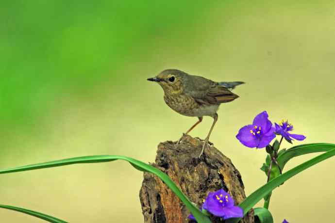 雌性蓝歌鸲与紫露草（2）