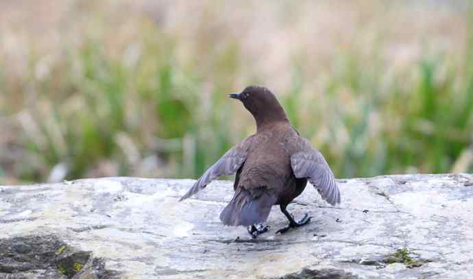 洋县两天观鸟，秦岭如此美妙！