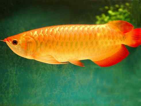 鱼类活化石：巨骨舌鱼