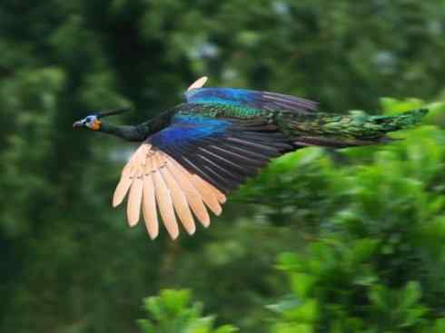 凤凰：传说中的鸟原型探秘（孔雀）