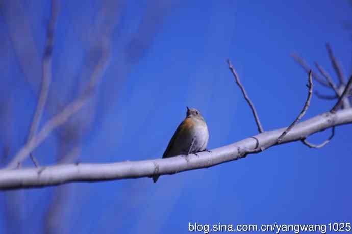 变焦(70-300)拍鸟儿【原版片】 变焦(70-300)拍鸟儿【原版片】