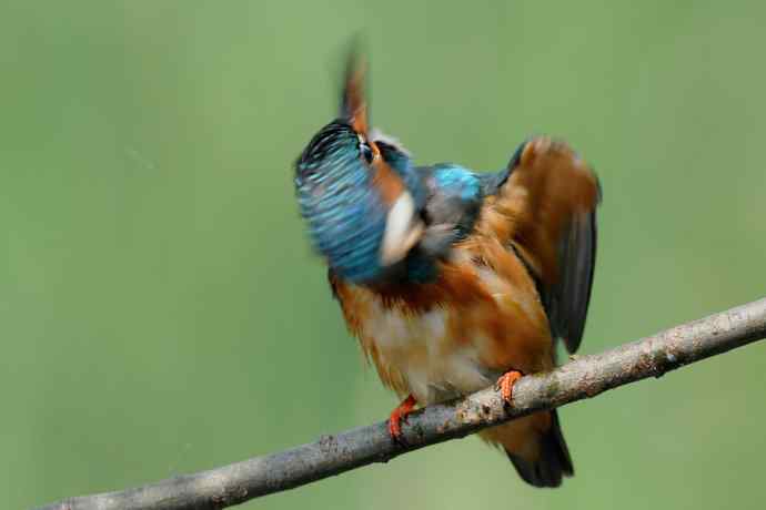 翠鸟宴鱼图 翠鸟宴鱼图