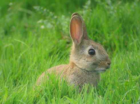 动物世界：山寨还是原创之十