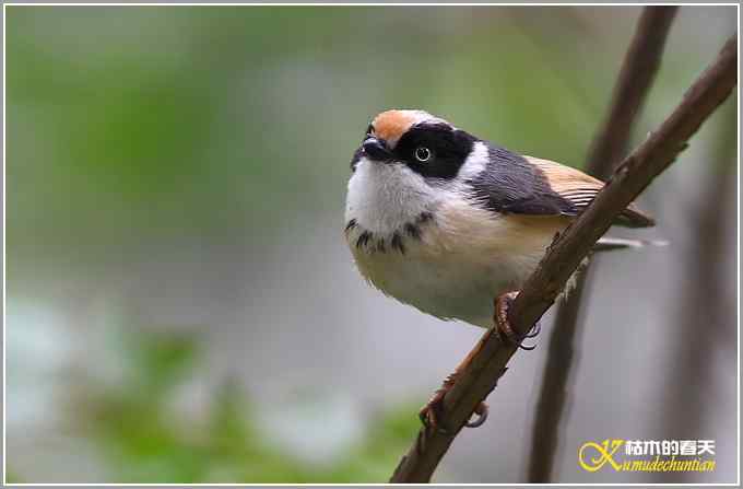 夏天的几只鸟【照片】