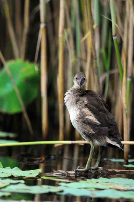 黑水鸡(亚成) 黑水鸡(亚成)