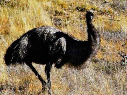 家禽驯化之源之十二